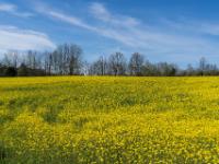 Rapsfeld bei Aschau-Schafelbach